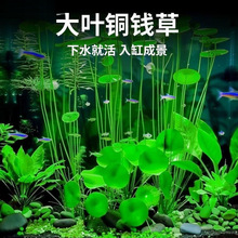 �~�X����ؔˮ��ֲ���k�����������Խ��X��ˮ��ľGֲ�������ˮ��