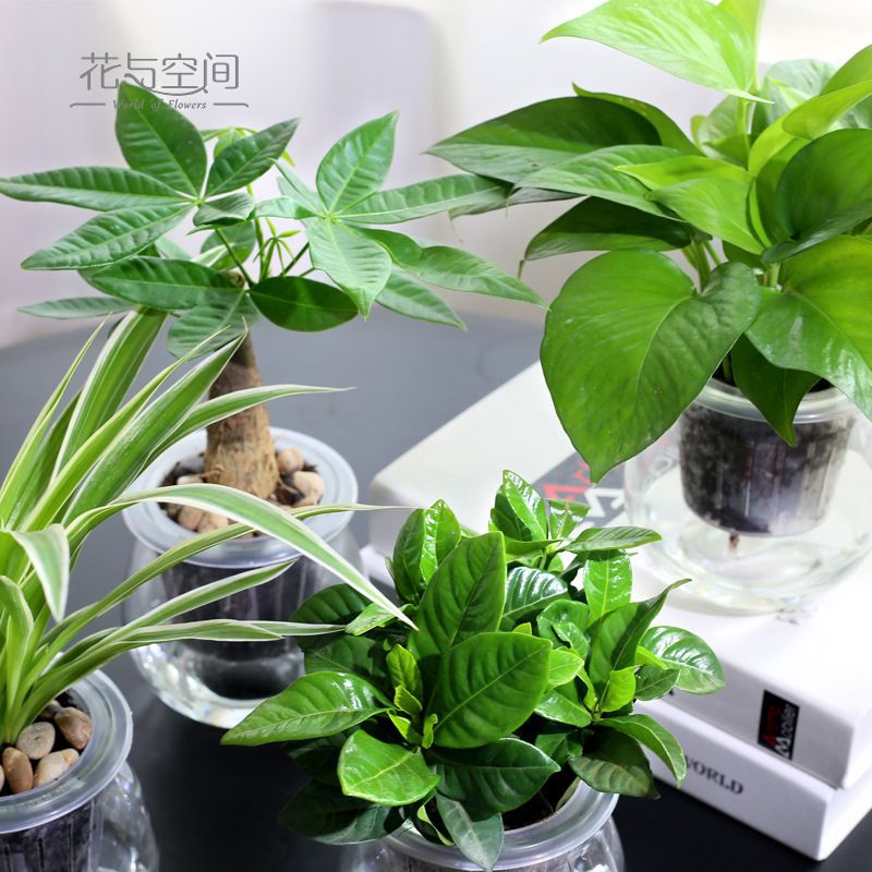 Green Luo Zongzi Fortune Tree Changchun Vine Bamboo indoor…