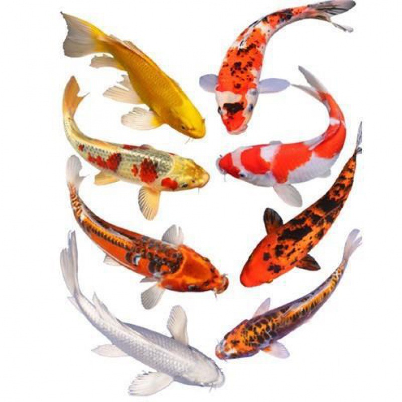 锦鲤小金鱼大水花红白三色淡水写绯昭和锦鲤观赏鱼鱼苗日本正纯种