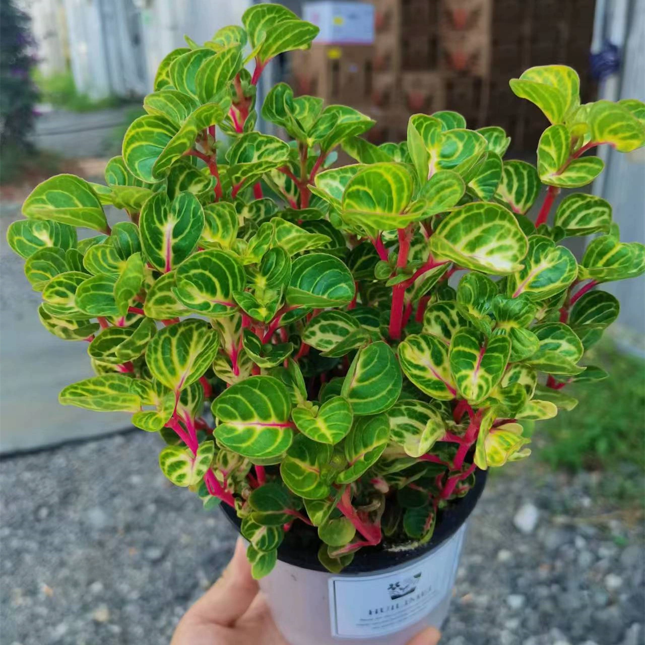 110 # гидропонный лист парчи кровь амарант в горшке Qian Duoduo многолетний хороший теневыносимый очистка воздуха в помещении