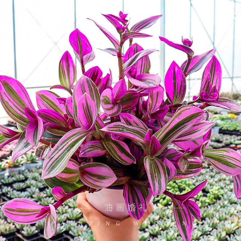 Картина маслом свадебные кронштейны растение в горшке Роза красный сочный завод листовые зеленые растения цветы Tradescantia парча