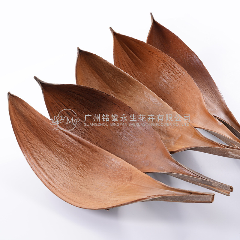 [Cocoa Leaves] Natural Plant Leaves Dried Flowers Dried Branches Model Room Studio Shooting Props Flower Artistry