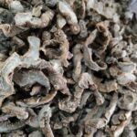 大山野生黄精 干品黄精 鸡头黄精直接晒干干品 无加工