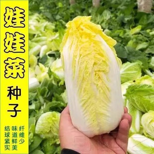 �S�����޲˷N���ļ������޲��߲˷N�����L��Ʒ�|�Ѳ��Ѵ����ﲥ�N