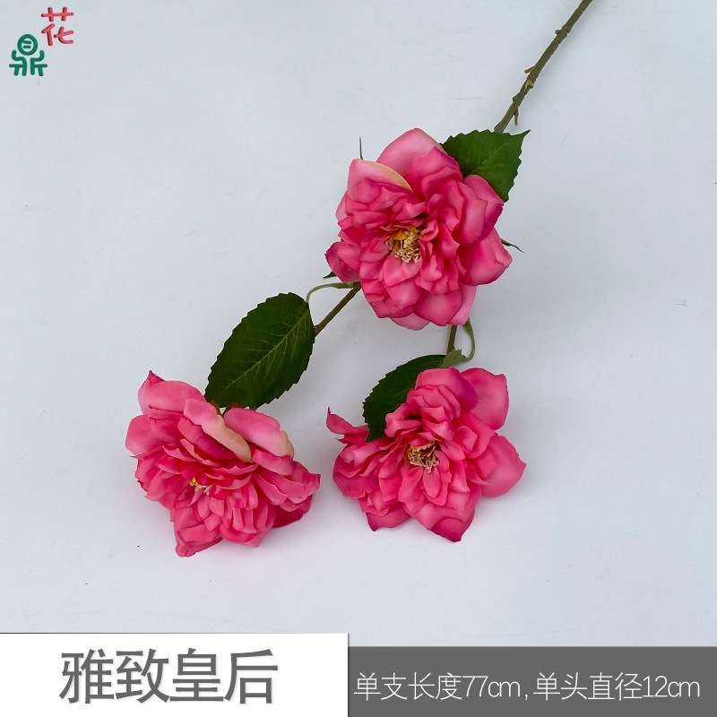 우아한 퀸 Y 로즈 레드