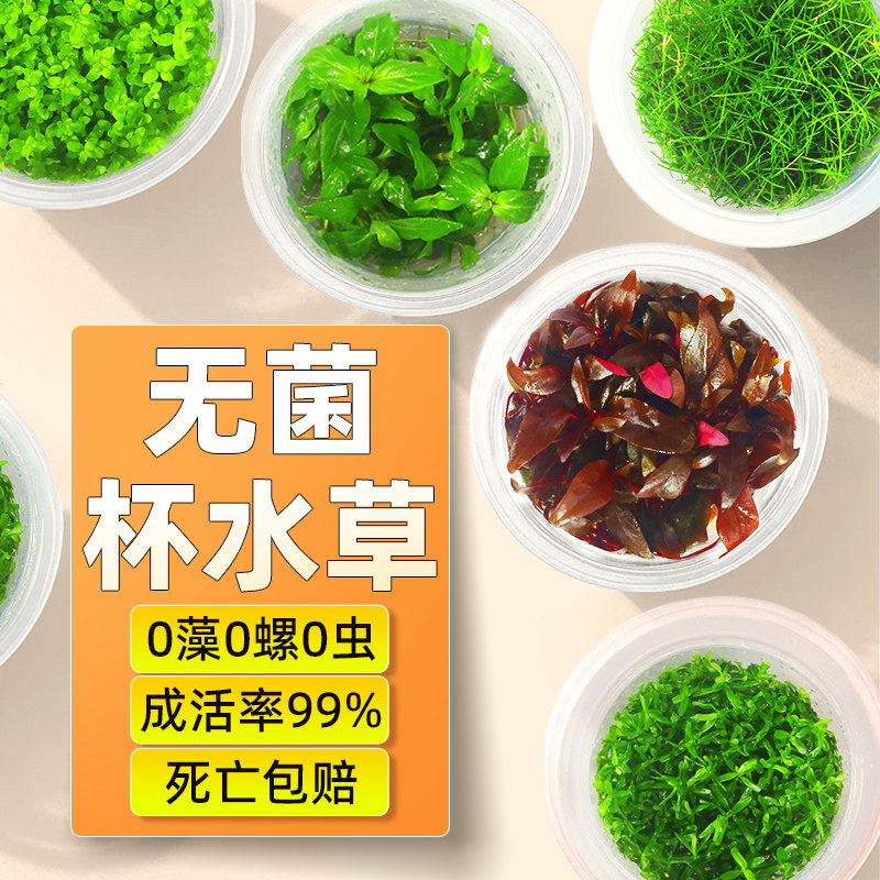 水草鱼缸专用植物净化水质制氧真迷你增氧珍珠草辣椒榕无菌杯水草