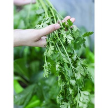 �r�҂��yС�~��Ʒ�N��˷N���ļ��߲˴��~��������������ѷN��