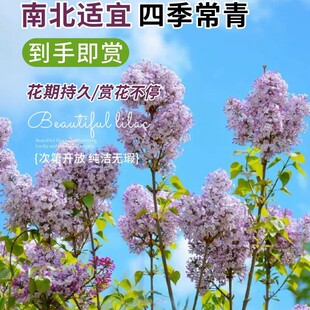 European Lilac Saplings Potted Seedlings Purple Four-Season Florals Cold-Resistant Balcony Courtyard Green Plant Seedlings Strong Fragrance