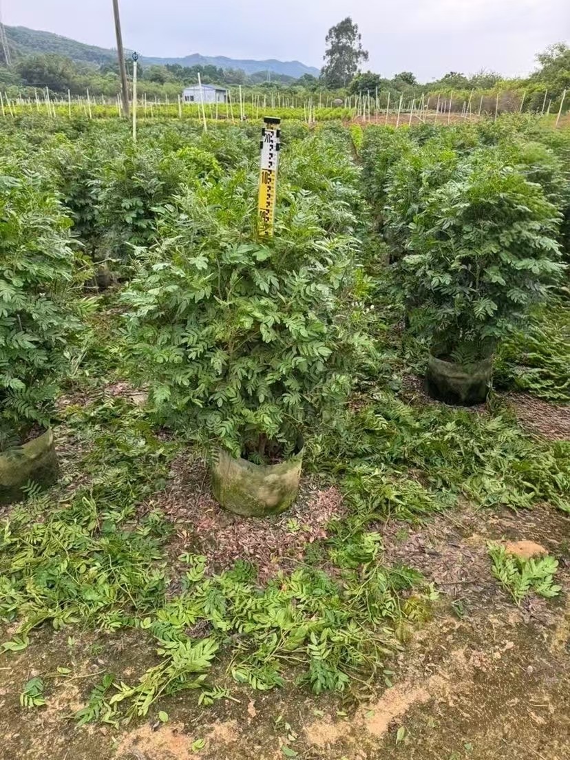 2502B基地直销 红绒球 朱缨花 红合欢 美蕊花 道路绿植园林绿化-阿里巴巴