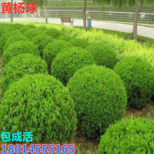 �S������ϱ����NֲС�~�S���� �����S���� ͥԺ�������� �S����