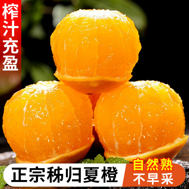 Hubei Zigu Summer Oranges, Navel Oranges, Milk Tea Shop Oranges, Freshly Squeezed Oranges, Direct Supply from the Place of Origin, Freshly Picked and Shipped, First-Grade Fresh Oranges, Juicy Fruits Hubei Zigu Summer Oranges, Navel Oranges, Milk Tea Shop Oranges, Freshly Squeezed Oranges, Direct Supply from the Place of Origin, Freshly Picked and Shipped, First-Grade Fresh Oranges, Juicy Fruits