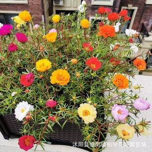 Double Sunflower Seeds, Multi-Color Family Outdoor Balcony Potted Flower Seeds for All Seasons, Easy-To-Live Internet Celebrity Flower Seeds
