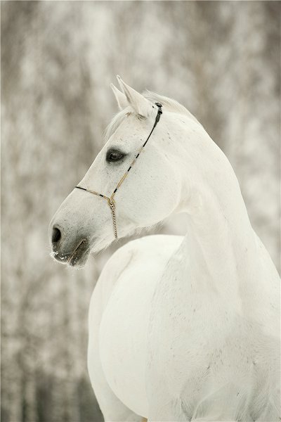 50322 Caballo de lujo ligero22