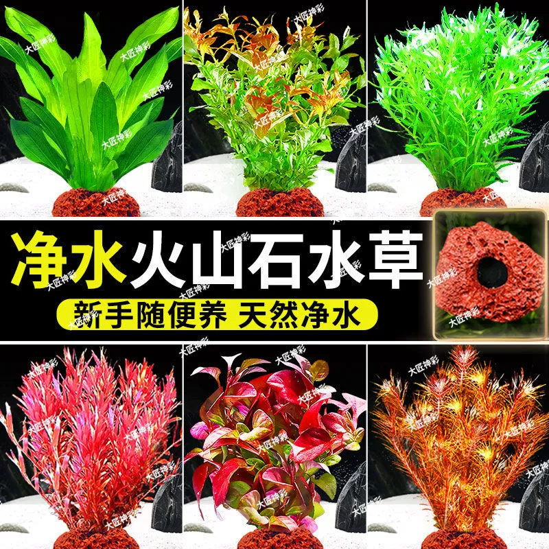 Вулканические каменные водные растения, аквариум, озеленение, настоящая трава, гидропонная трава, фикус, отрицательный, зеленая хризантема, очистка воды пакет