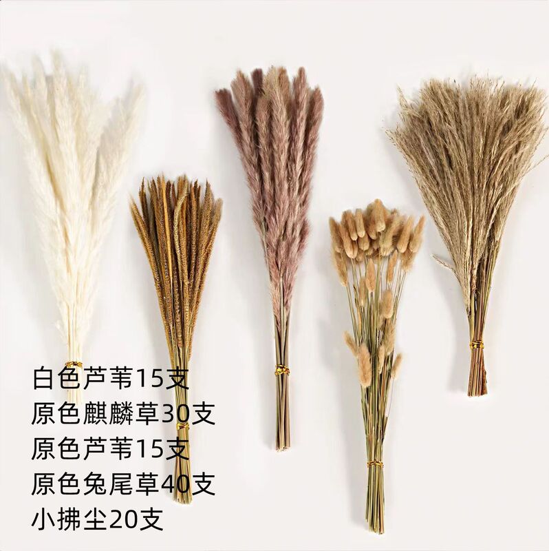 アマゾンはよく売れています。葦の花の花束です。|undefined