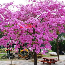 巴西风铃木树苗紫花风铃木树黄花风铃木大树名贵苗木庭院绿化盆栽