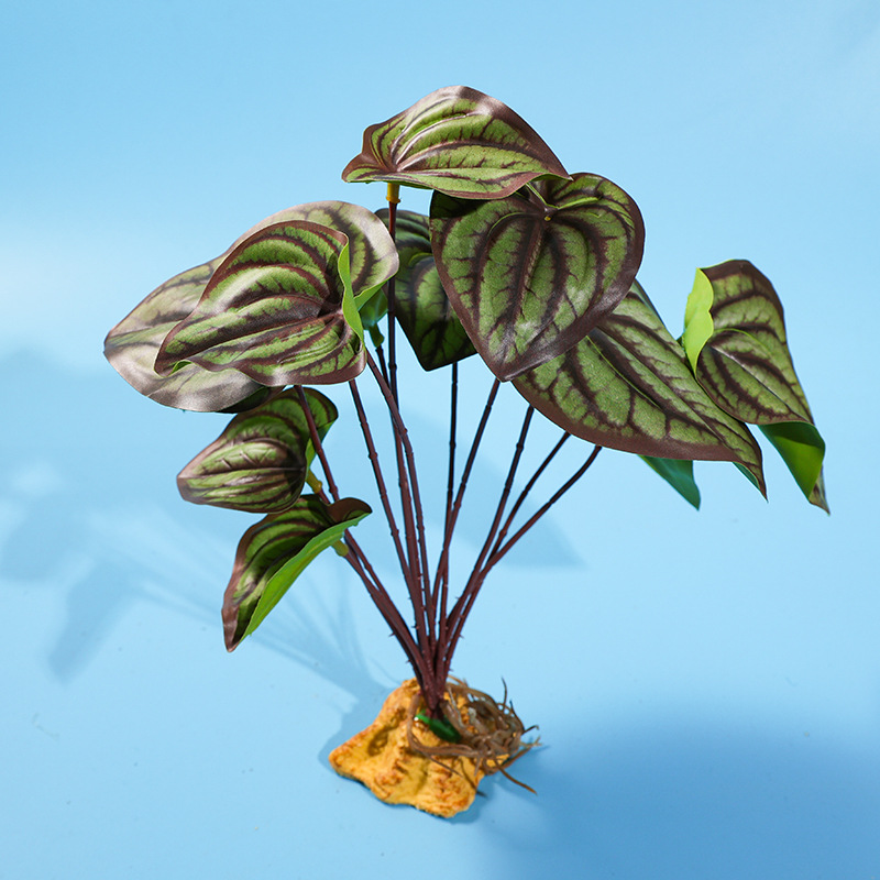 PCSC rhizoid 레드 수박 잎