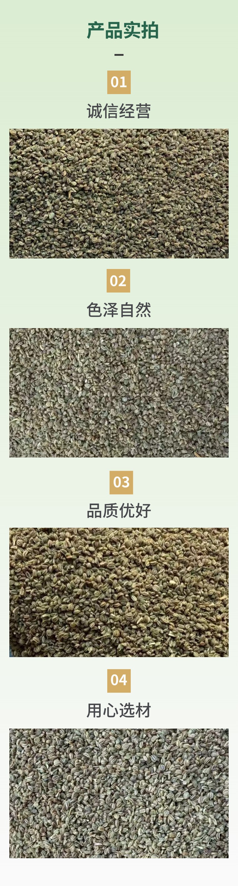 Celery Seed Clean Whole Dried Apium graveolens for Culinary Spice and Herbal Powder specifications