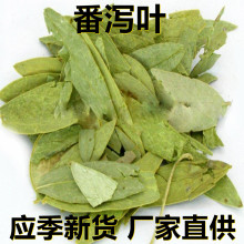 应季新货 新鲜番泻叶 花草茶500克/1斤散装 厂家直供 食用休闲茶