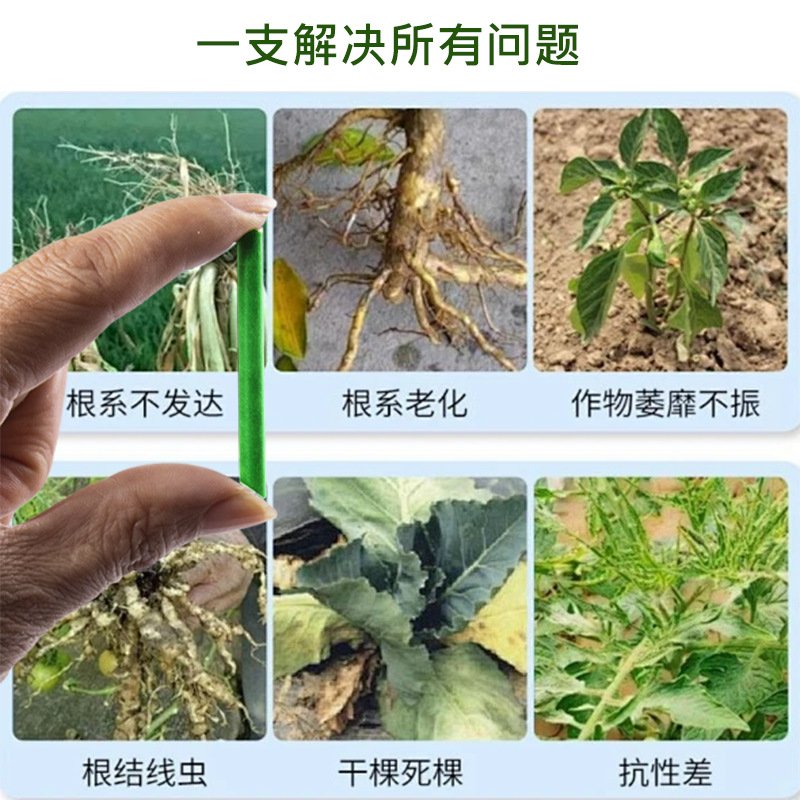 Universal Rosa suculenta planta verde en maceta fertilizante de liberación sostenida Nutrición de palo de liberación lenta de la planta