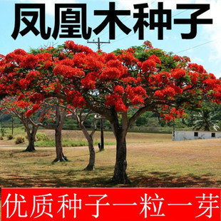 �²��{��麷N�� �t��麷N�ј�N�G���ļ��ɲ����P���P��ľ�N��