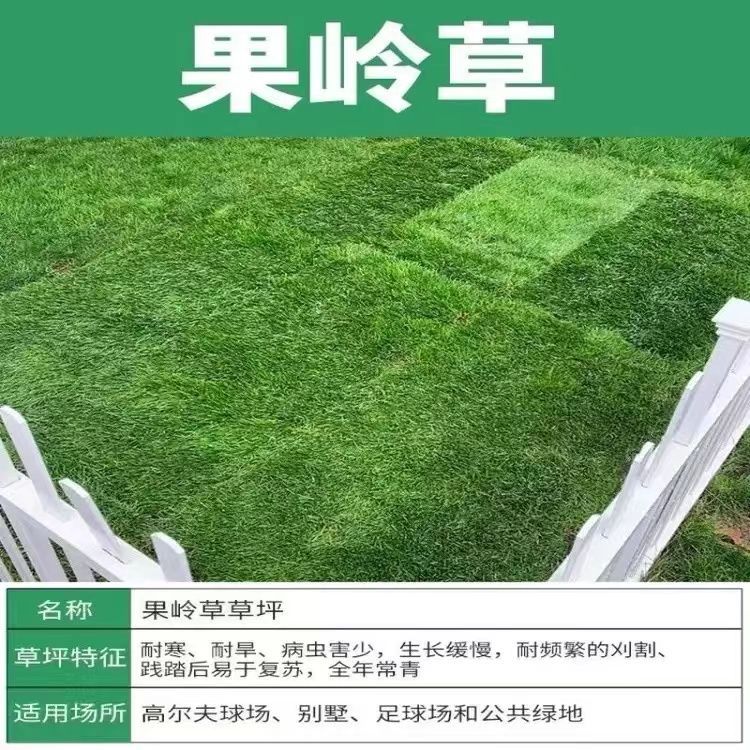 내한성 및 내한성(과일*녹색 잔디) 4587+