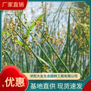 Large Supply of Various Aquatic Plants Triangular Water Onion Reed Water Onion Calamus Narcissus Wholesale