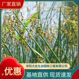 大量供应各种水生植物 三棱水葱 芦苇 水葱 菖蒲 水仙花 批发