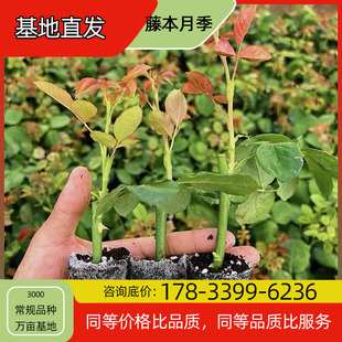 Vine Rose Seedling Potted Base Planting, Four-Season Flowering, Courtyard Planting, Green Plant Project, Greening Seedlings, Easy to Breed