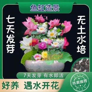 ��ɏ˯ɏ�ļ��_��7��lѿˮ��Gֲ˯ɏ�ɻ��o������ɏ�ӷN�Ӿ�Ʒ