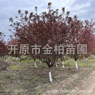 ���Ĳ��~�е������庣�ą���������@�L����خa��@���庣��