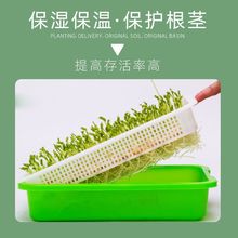 ��ѿ�lѿ��ѿ��������бP�o������ˮ���߲��O���㶹�Nֲѿ�˶���