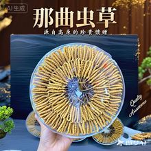 西藏那曲野生虫草批发冬虫夏草足干无断草源头天然本草