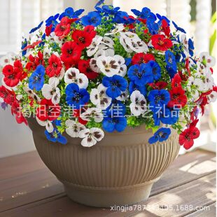 ���R�d���滨��ɫ�������Gֲ�����m�ٻ�������c�Ҿ��k�������b�
