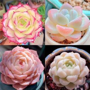 �����ײͽM���ҵ�Ů������Ӱ����ߙn�����������T�҃��k���Һ��B