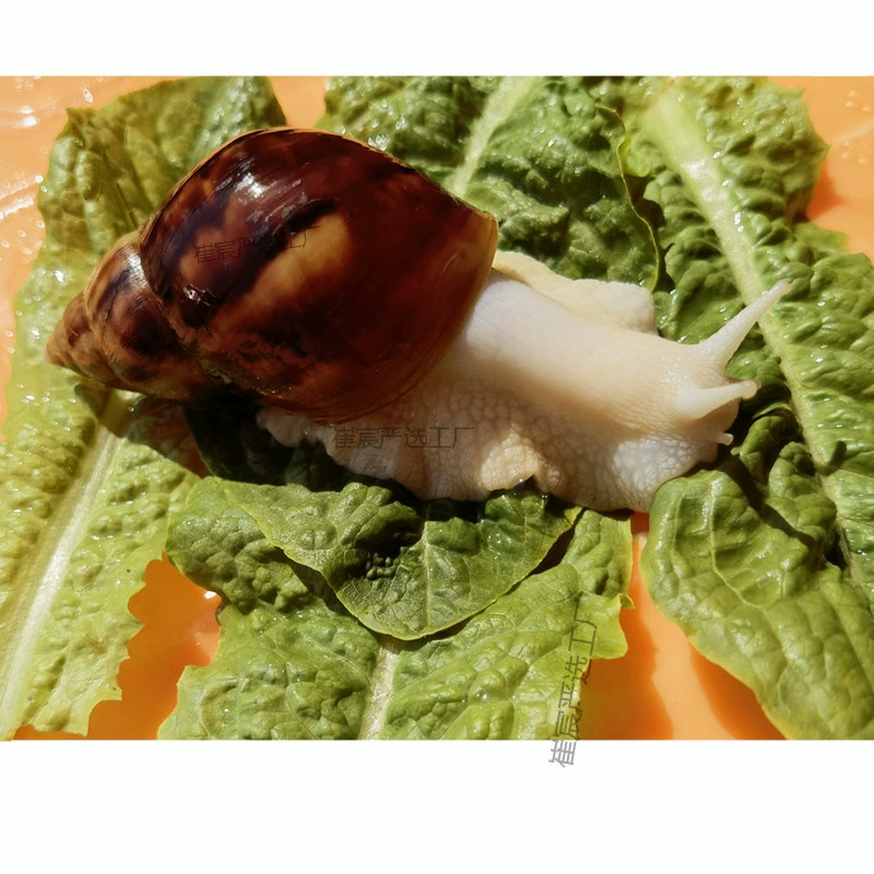 Большой белый нефритовый улитка-питомец, научный эксперимент для школьников, набор для изучения улиток