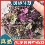 红风柜斗草中药材  风鼓草 红杆风骨草 楮头红 各种冷背奇代发