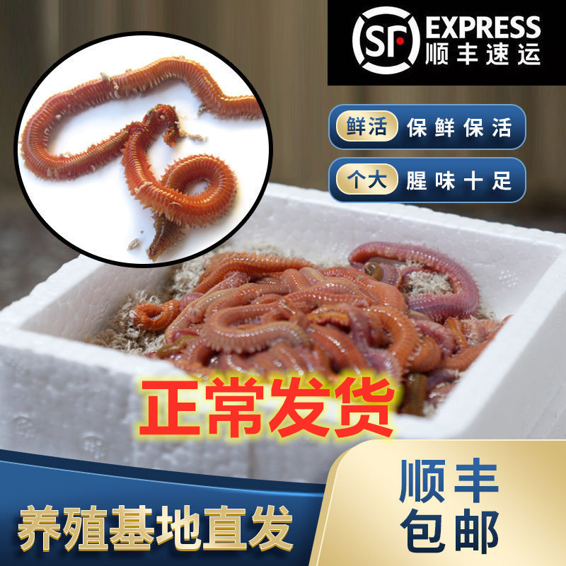 活沙蚕 红青虫鲈鱼饵 海蚯蚓海蜈蚣海钓鱼饵料沙蚕饵海蚯蚓顺丰