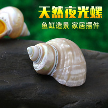 夜光螺 天然贝壳海螺寄居蟹卷贝鱼缸造景水族箱装饰创意diy微景观