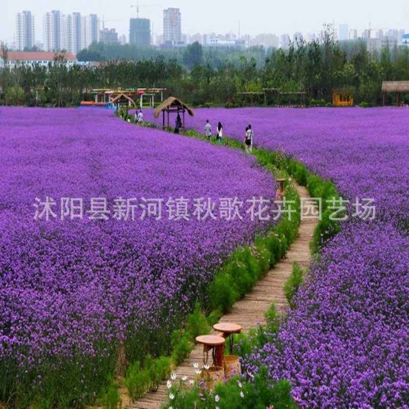 Иван Вербена семена многолетние весенние посевные уличные цветы Four Seasons легко жить термостойкие цветочные семена дворовых морозостойких цветов и растений