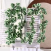 72-leaf white-edged grape leaf cane