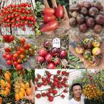 小番茄合集()阳台盆栽家庭园艺种植鲜食甜度高易种植