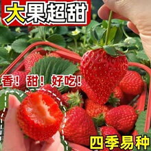 �ļ����Բ�ݮ�N���̨�ˈ@�Nֲ���ͼt��ݮ�ײ�ݮ����Y���_��