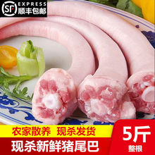 新鲜冷冻猪尾巴长尾巴散养生猪尾巴去毛整根现杀猪尾巴农家散养