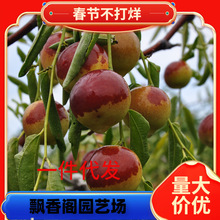 一件代发枣苗枣树苗 沾化冬枣树苗 雪红枣 嫁接 果树苗 盆栽地栽