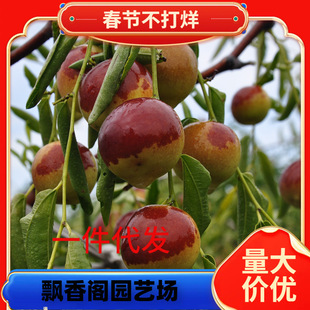 һ�����l���痗���� մ���������� ѩ�t�� �޽� ������ ���Ե���