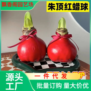 Double-Petaled Amaryllis Imported from the Netherlands Blooms in All Seasons and Is a Perennial Bulb. Indoor and Outdoor Potted Flower Seeds Are Easy to Feed