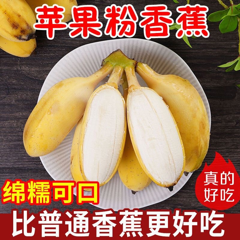 Authentic Guangxi Apple Bananas, Seasonal Fresh Fruit, Freshly Picked Xiaomi Bananas, Whole Box of 5kg with Free Shipping, Soft and Sweet Authentic Guangxi Apple Bananas, Seasonal Fresh Fruit, Freshly Picked Xiaomi Bananas, Whole Box of 5kg with Free Shipping, Soft and Sweet