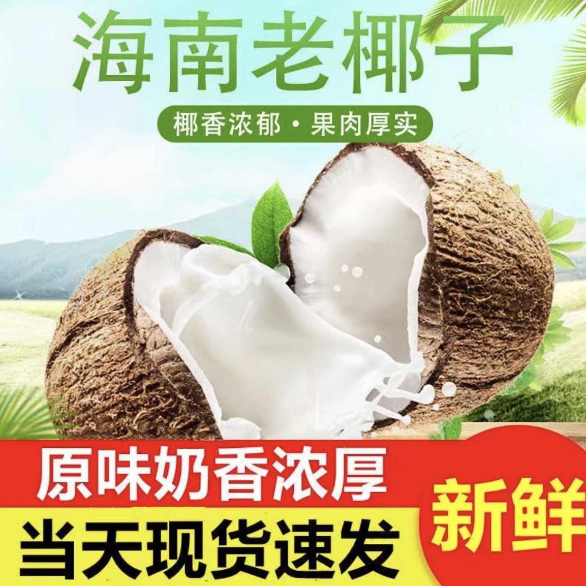 Hainan Aged Coconut Seasonal Fresh Coconut Husk Coconut Pregnant Woman Fruit for Coconut Juice Coconut Meat Soup Peeled Young Coconut King Coconut