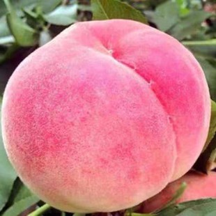 �޽��Ҙ��������ˮ����������S�Ҙ��綬�����Ϸ������Nֲ������